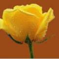 https://img.rnudah.com/avatar/729311360.jpg