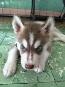 Siberian Husky Almost Anything For Sale In Malaysia Mudah My
