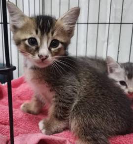 Kucing parsi - Pets for sale in Malaysia - Mudah.my