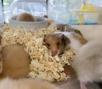Hamster puteri sari Malay