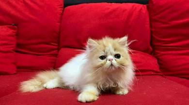 Kucing flat face - Pets for sale in Malaysia - Mudah.my