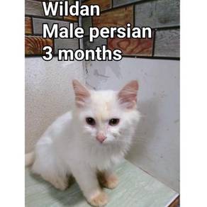 91 Gambar Kucing Persia Peaknose Terlihat Keren 91 Gambar Kucing Persia Peaknose Terlihat Keren