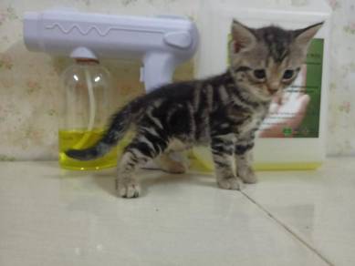 American shorthair kitten - Pets for sale in Malaysia - Mudah.my