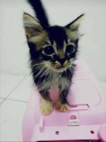 Maine Coon Pets For Sale In Malaysia Mudah My