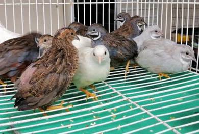Puyuh Pets For Sale In Malaysia Mudah My