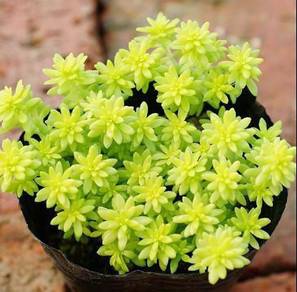Succulent plant sedum hispanicum aureum