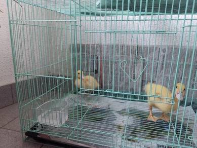 Burung - Pets for sale in Malaysia - Mudah.my