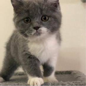 British Shorthair Kitten Pets For Sale In Malaysia Mudah My