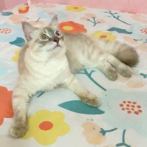 Kucing - Pets for sale in Malaysia - Mudah.my