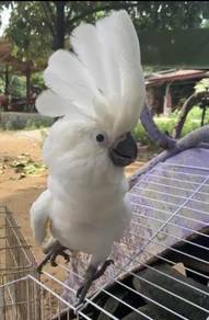 Burung Baby Umbrella / Alba Cockatoo Parrot Bird