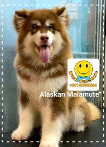 Alaskan Malamutes Pets For Sale In Malaysia Mudah My
