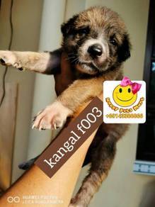 Guard Dog Pets For Sale In Malaysia Mudah My