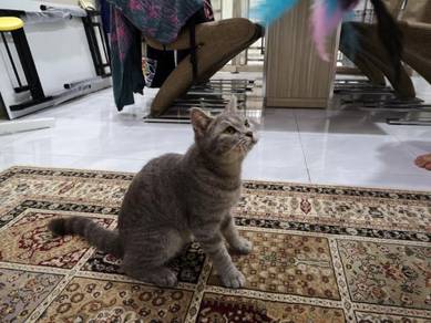 American Shorthair Pets For Sale In Malaysia Mudah My