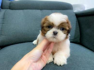 Puppy Shih Tzu Pets For Sale In Malaysia Mudah My