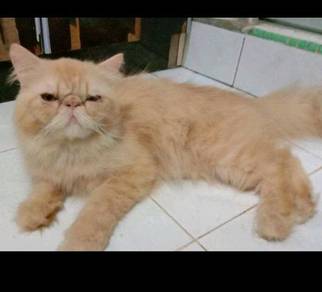 Pets for sale in Malaysia - Mudah.my
