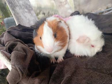 Guinea Pig Pets For Sale In Malaysia Mudah My