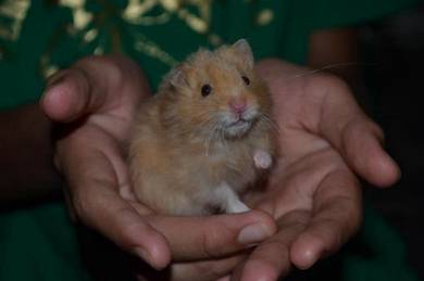 Hamster Almost Anything For Sale In Kedah Mudah My