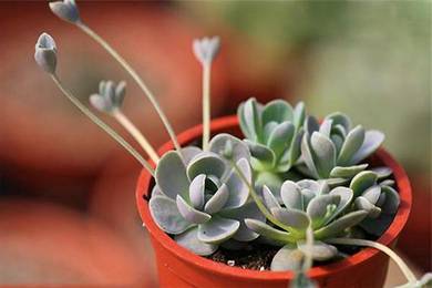 Succulent plant Orostachys boehmeri