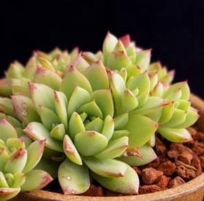 Succulent plant Graptopetalum macdougallii