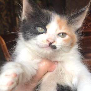 Mainecoon Mix Persian Kittens Pets For Sale In Malaysia Mudah My