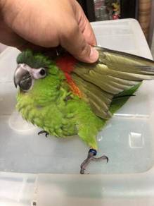 Burung Pair Baby Hans Macaw Parrot Bird Jinak