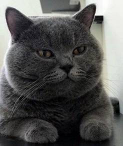 British Shorthair Pets For Sale In Malaysia Mudah My