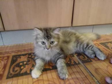 Maine Coon Kitten Almost Anything For Sale In Malaysia Mudah My