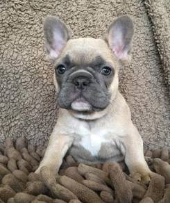 French Bulldog Almost Anything For Sale In Malaysia Mudah My