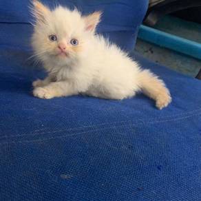 Anak kucing parsi - Pets for sale in Malaysia - Mudah.my