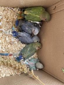 Burung Nuri Almost Anything For Sale In Malaysia Mudah My