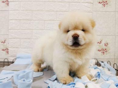 Chow Chow Puppy Pets For Sale In Malaysia Mudah My