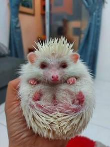 Landak Mini Hedgehog Pets For Sale In Malaysia Mudah My Mobile