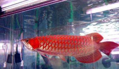 Arowana Super Red Almost Anything For Sale In Malaysia Mudah My