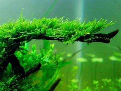 Aquarium plant Java Moss for aquascape