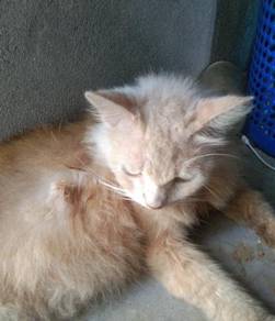 Kucing Parsi Almost Anything For Sale In Malaysia Mudah My
