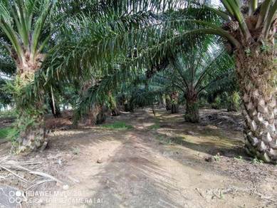 Kelapa Sawit Land For Sale In Malaysia Mudah My