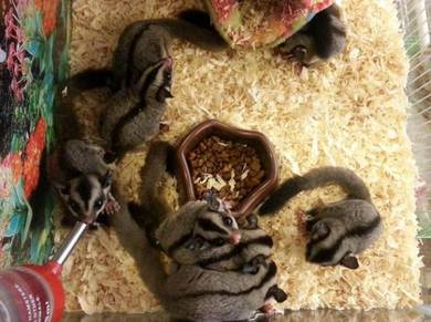 Sugar Glider
