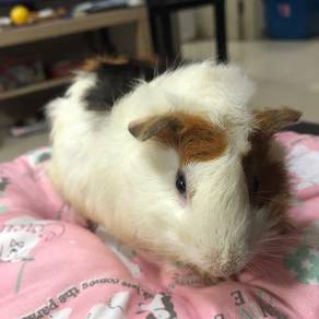 Abyssinian Guinea Pig Pets For Sale In Malaysia Mudah My