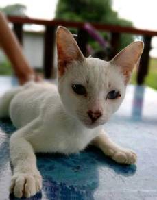 Kucing siam - Pets for sale in Malaysia - Mudah.my