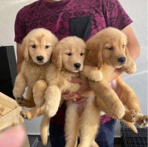 Golden Puppy Pets For Sale In Malaysia Mudah My