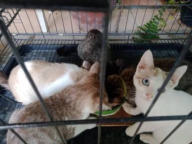 Kucing free - Pets for sale in Malaysia - Mudah.my