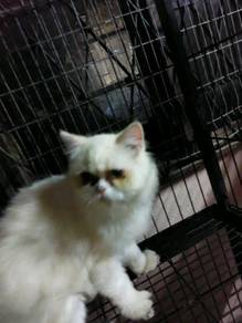 Anak kucing parsi - Pets for sale in Malaysia - Mudah.my