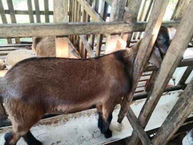 Anak kambing - Almost anything for sale in Malaysia - Mudah.my