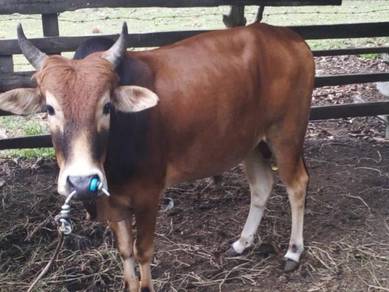 Lembu Almost Anything For Sale In Malaysia Mudah My