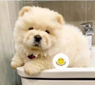 Chow Chow Puppy Pets For Sale In Malaysia Mudah My