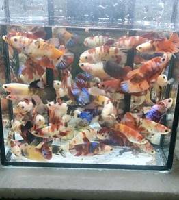 Japanese Ping Pong Pearl Goldfish Yume Koi And Gardens Facebook