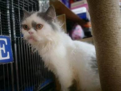 Kucing - Pets for sale in Malaysia - Mudah.my