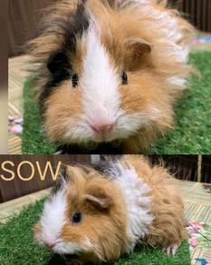 Guinea Pig Pets For Sale In Malaysia Mudah My Mobile