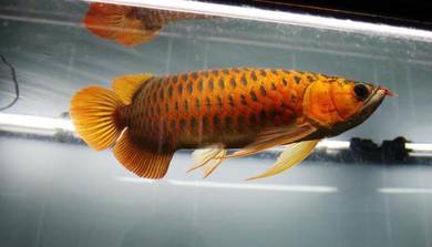 long yu arowana wholesale