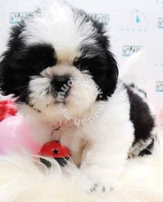 Shih Tzu Almost Anything For Sale In Malaysia Mudah My